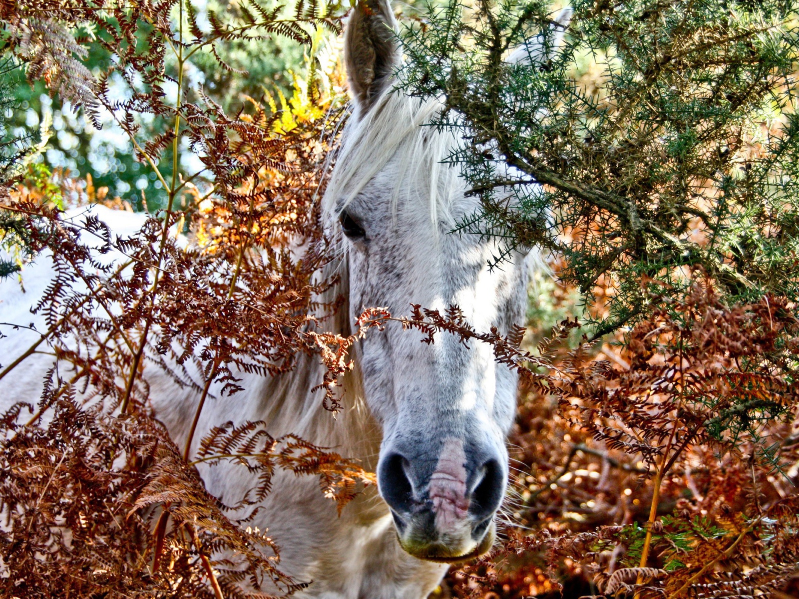 Морда белой лошади
