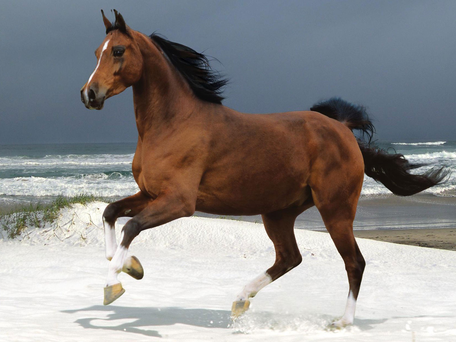 Лошадь на пляже