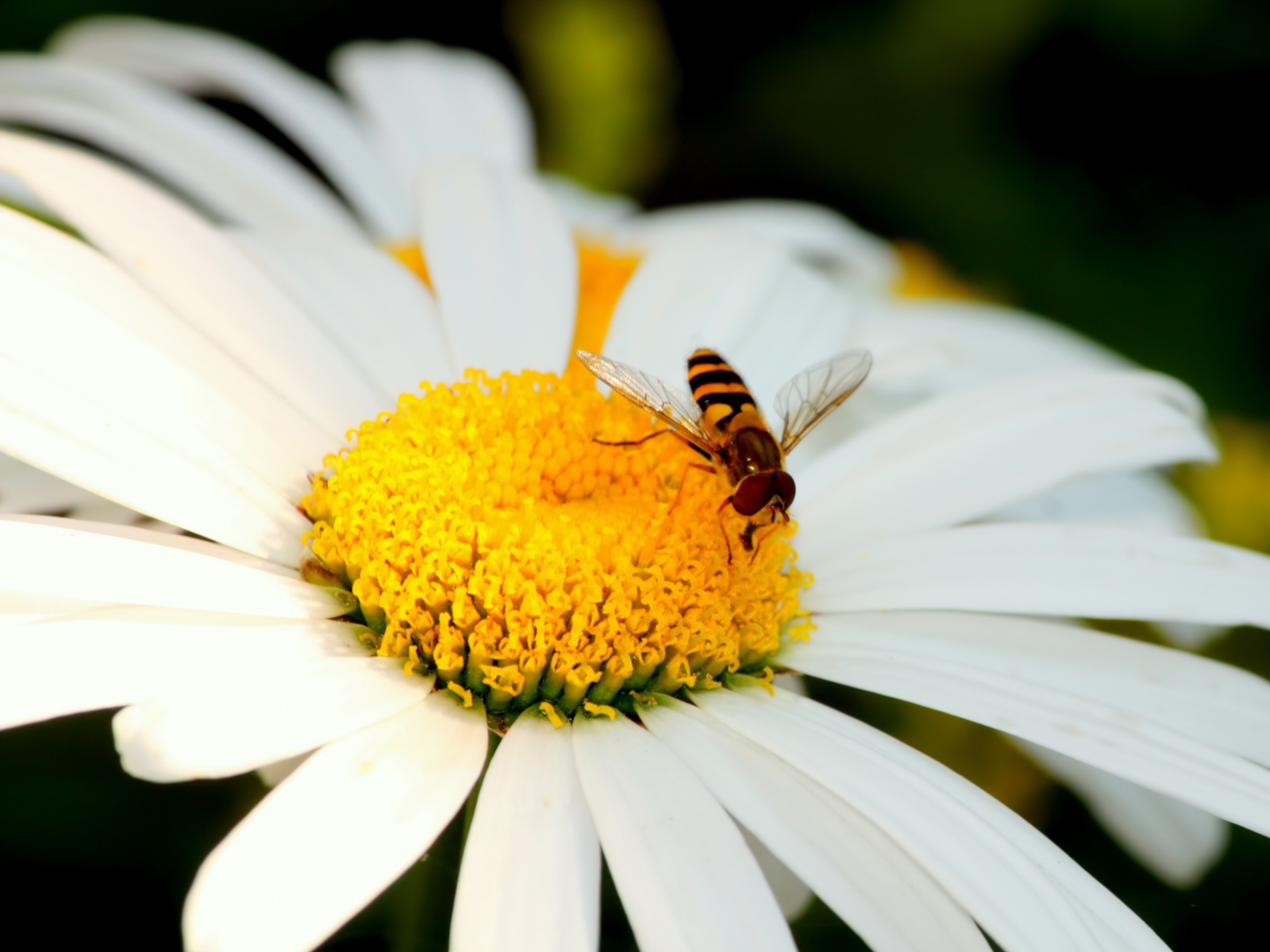 Пчела на ромашке