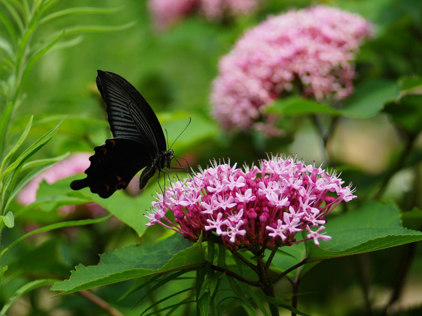 Черная бабочка