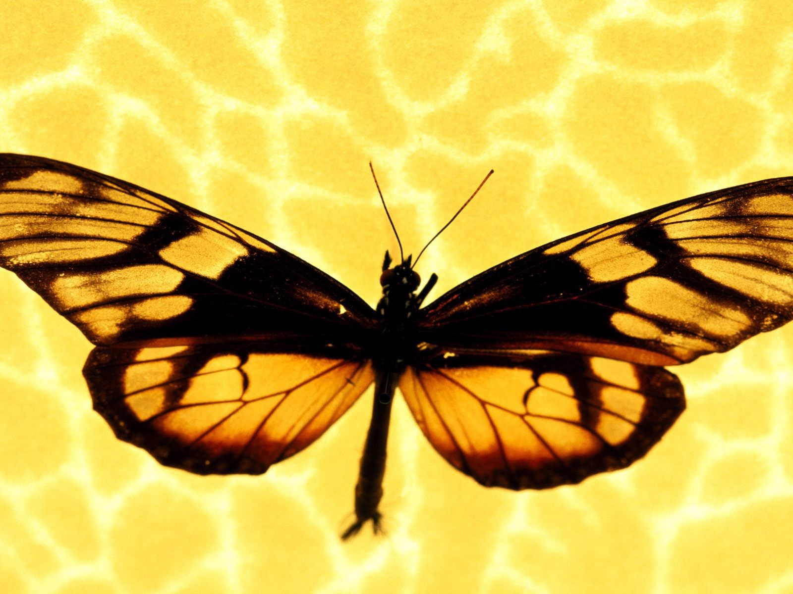 Бабочка на желтом фоне
