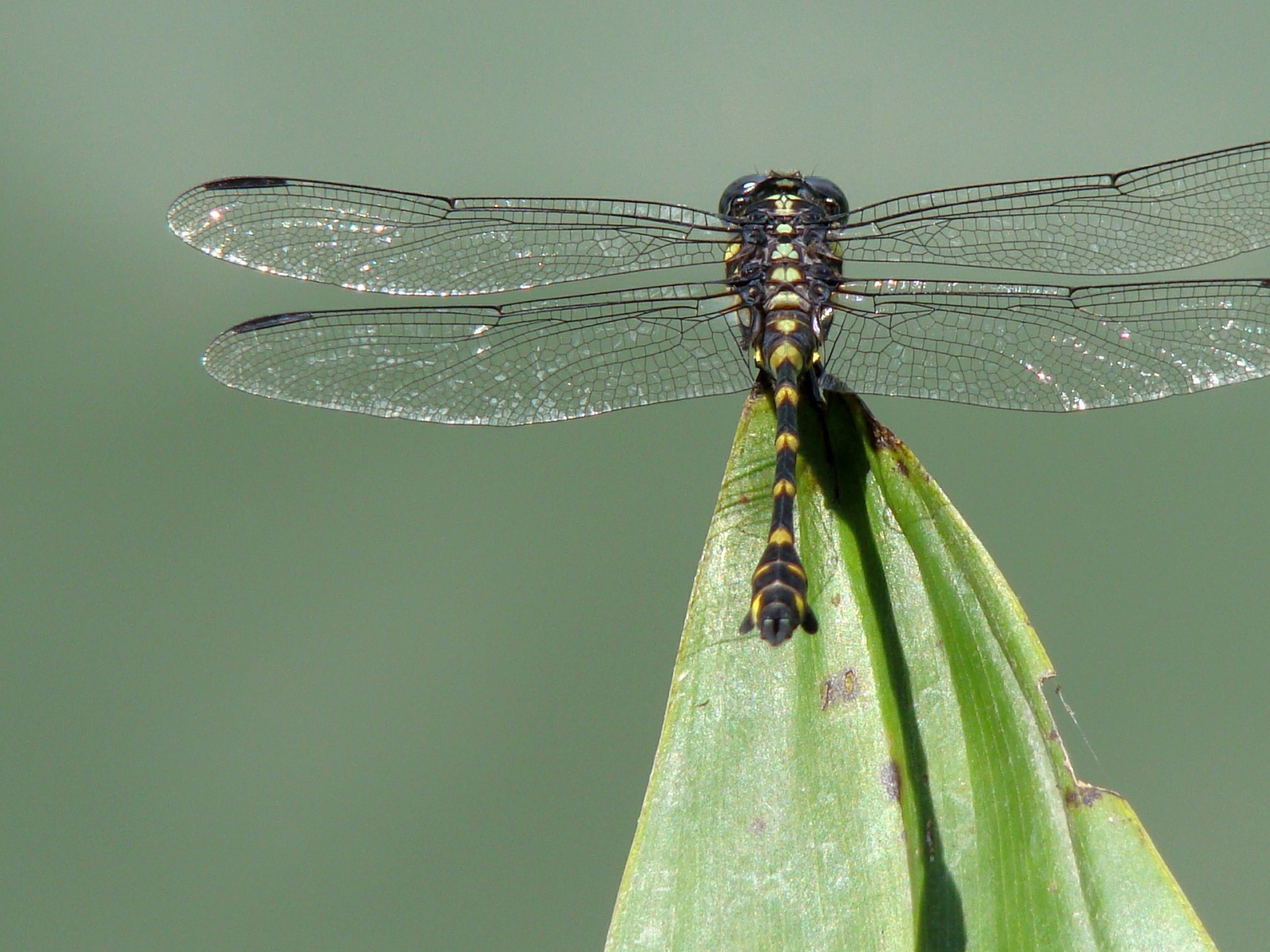 Стрекоза на кончике листа