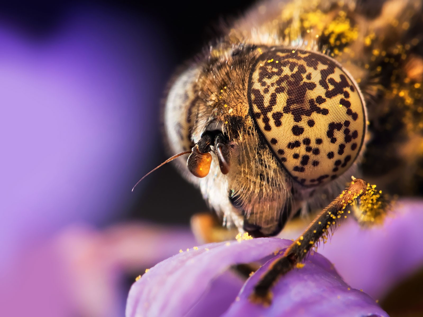 Голова пчелы