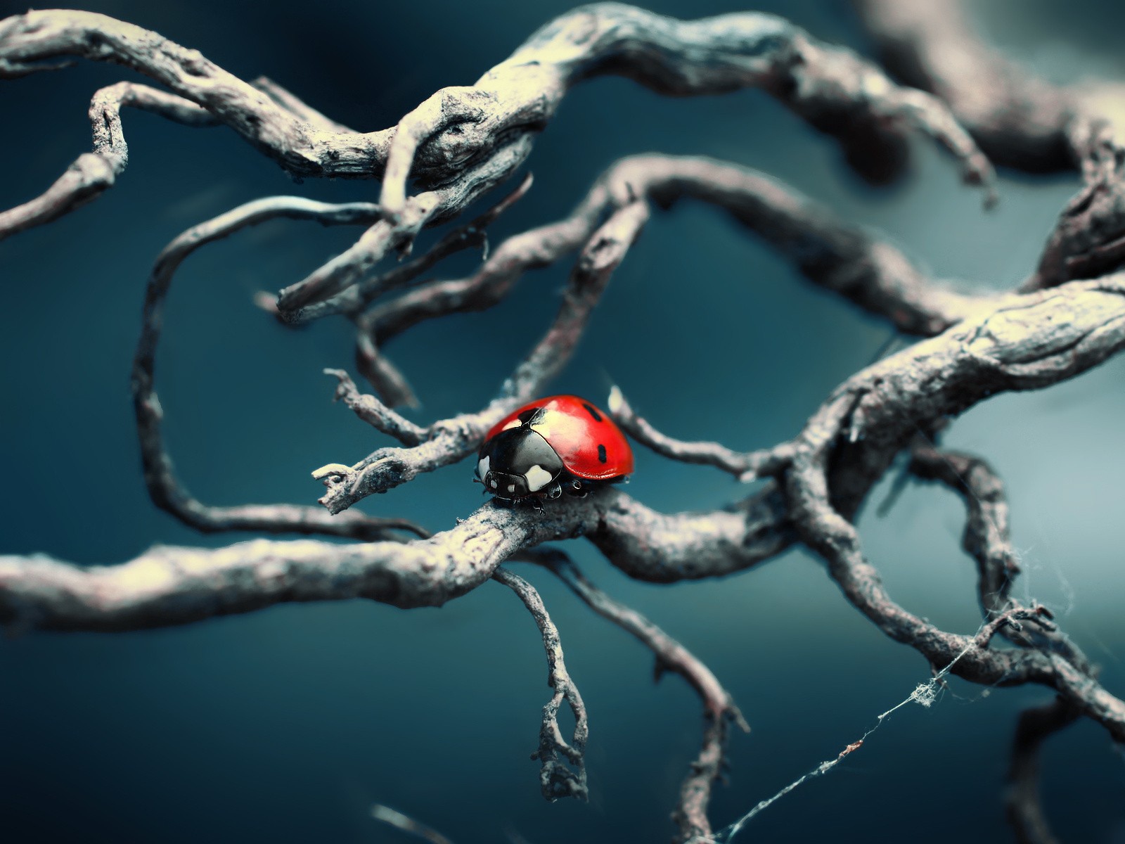 Божья коровка ползет по веткам