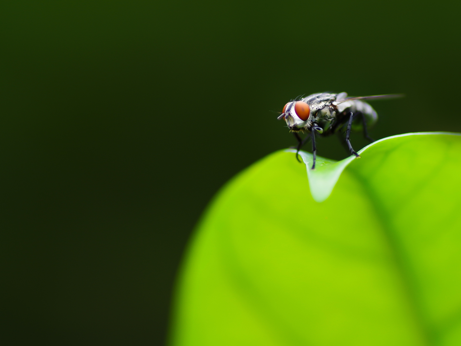 Фотогеничная муха