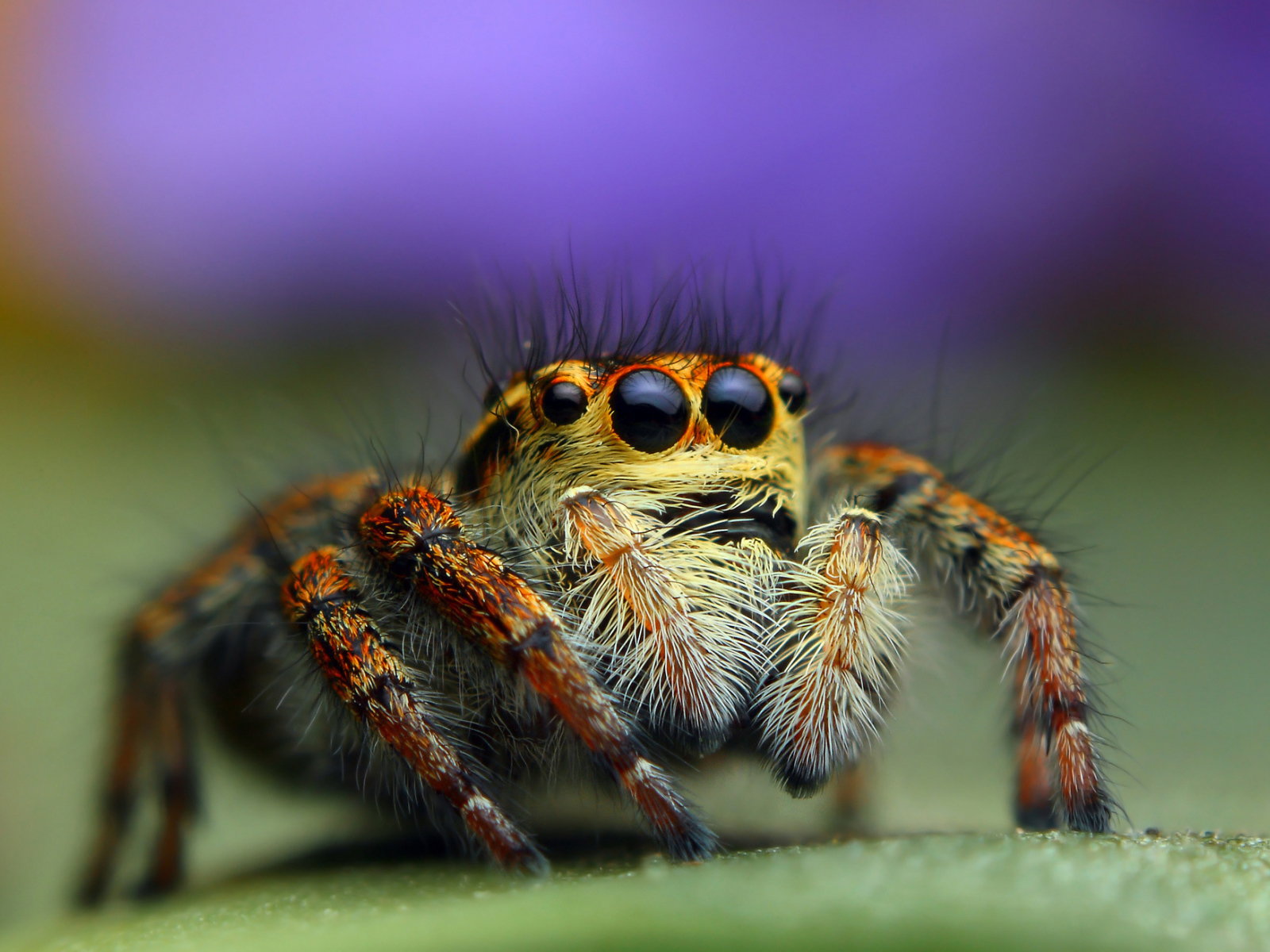 Паук джампер