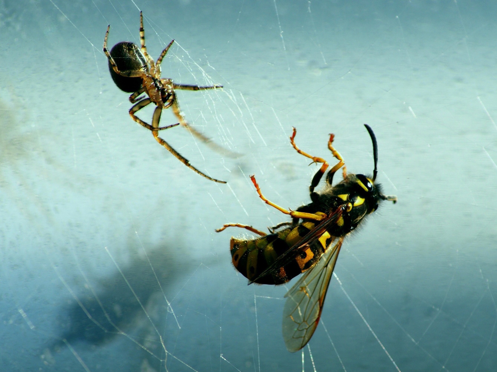 Паук и его добыча