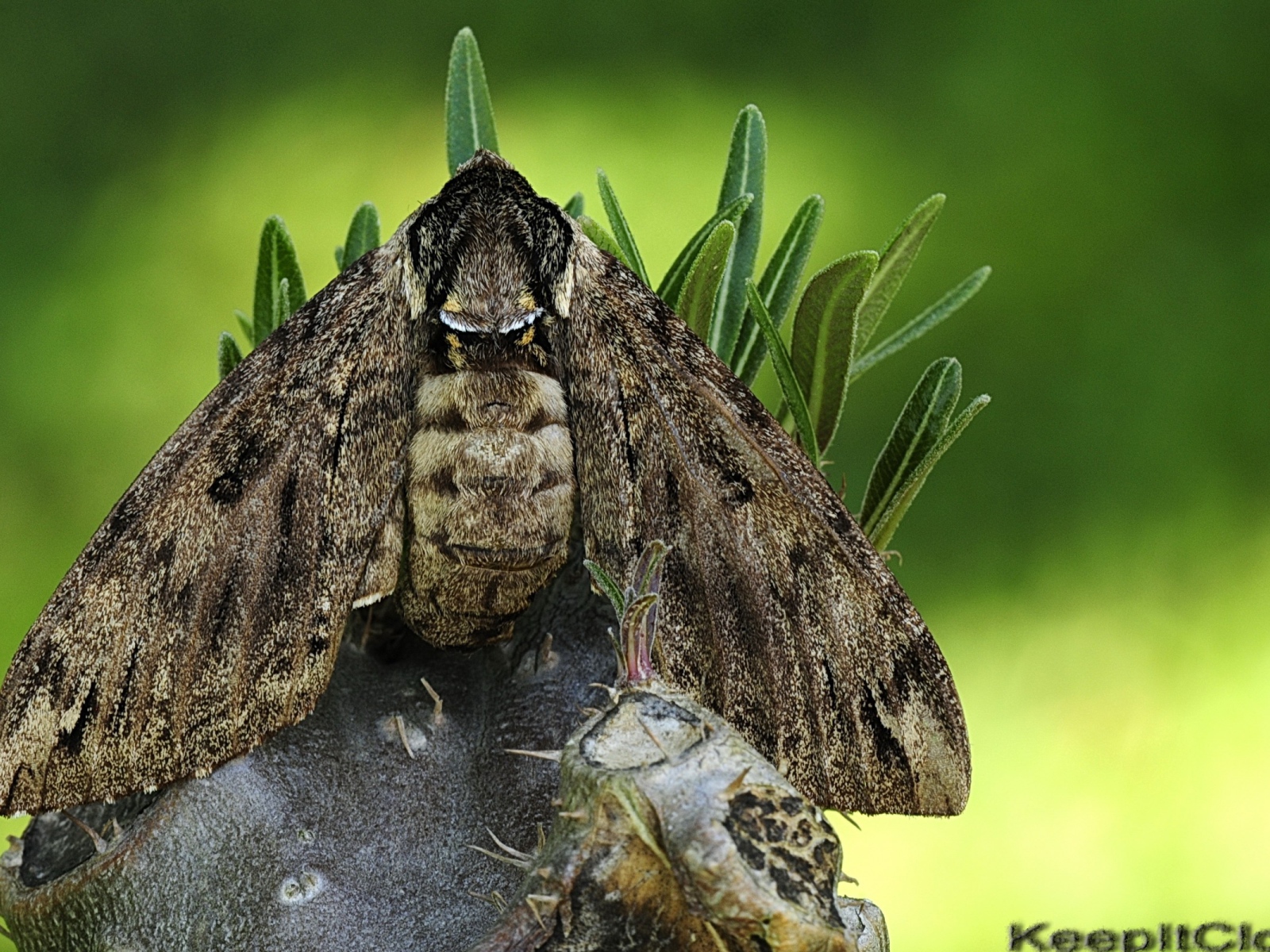 Большая серая моль