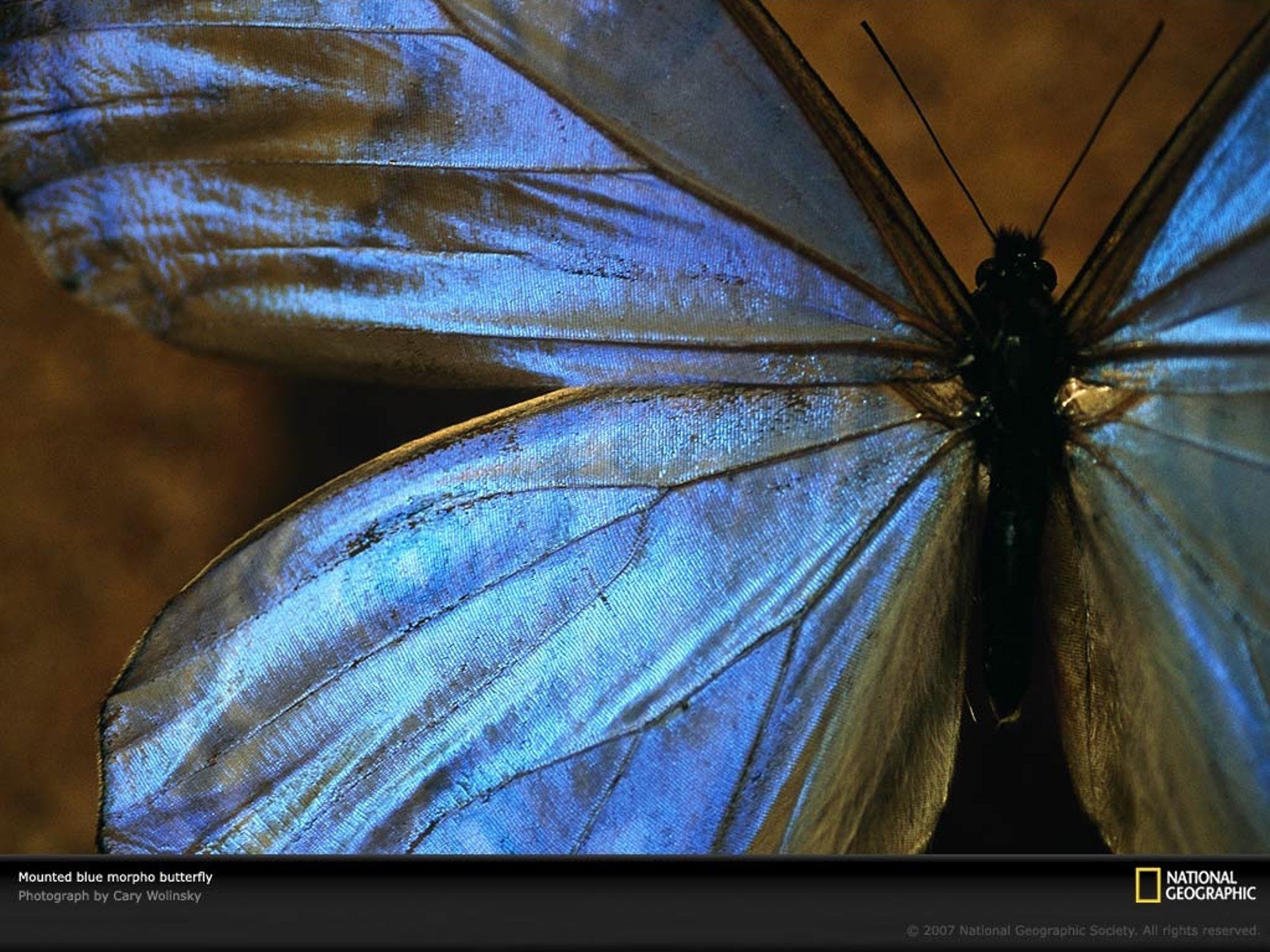 Большая голубая бабочка