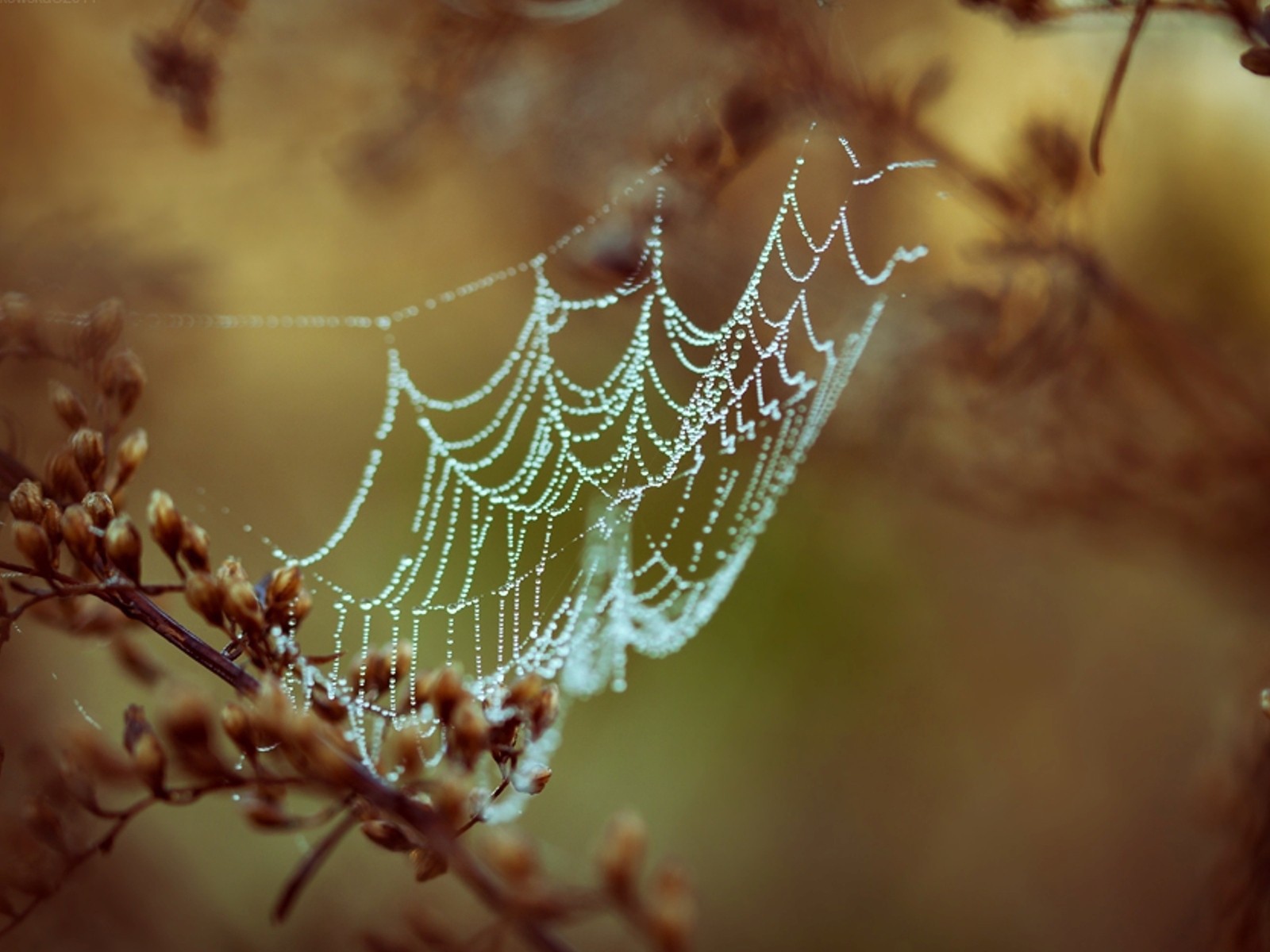 Паутина с каплями росы