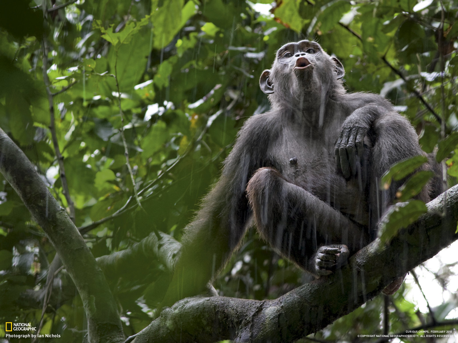 Обезьяна под дождем