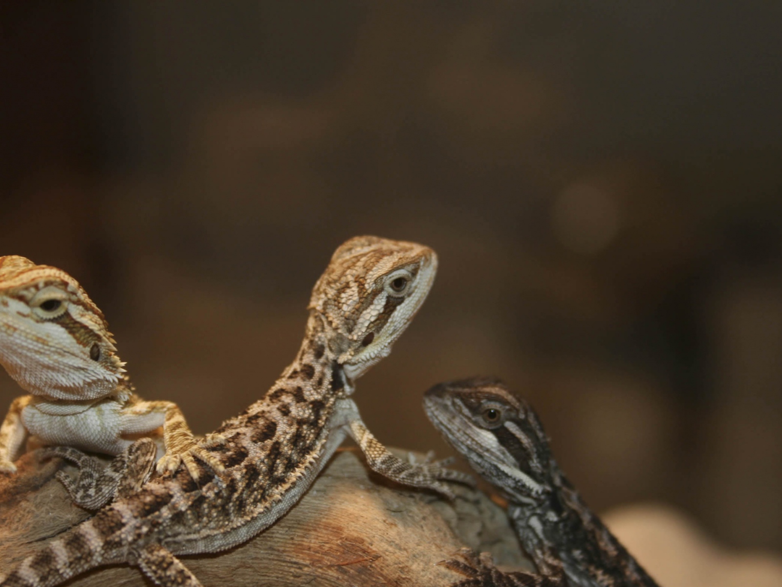 Бородатый дракон