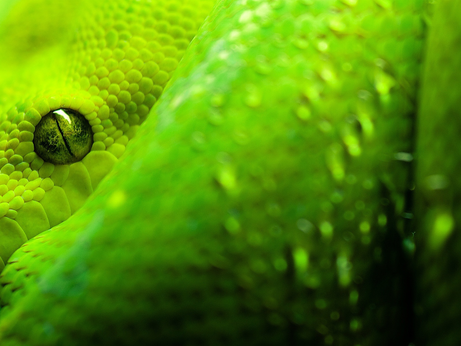 Глаза зеленой змеи