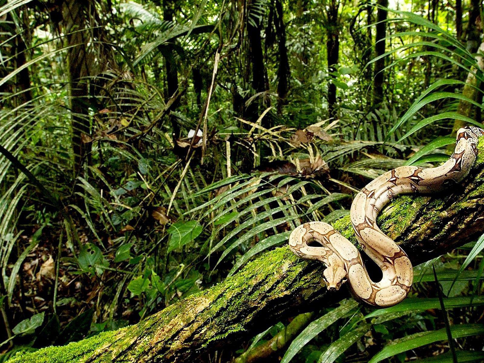 Питон ползет по дереву