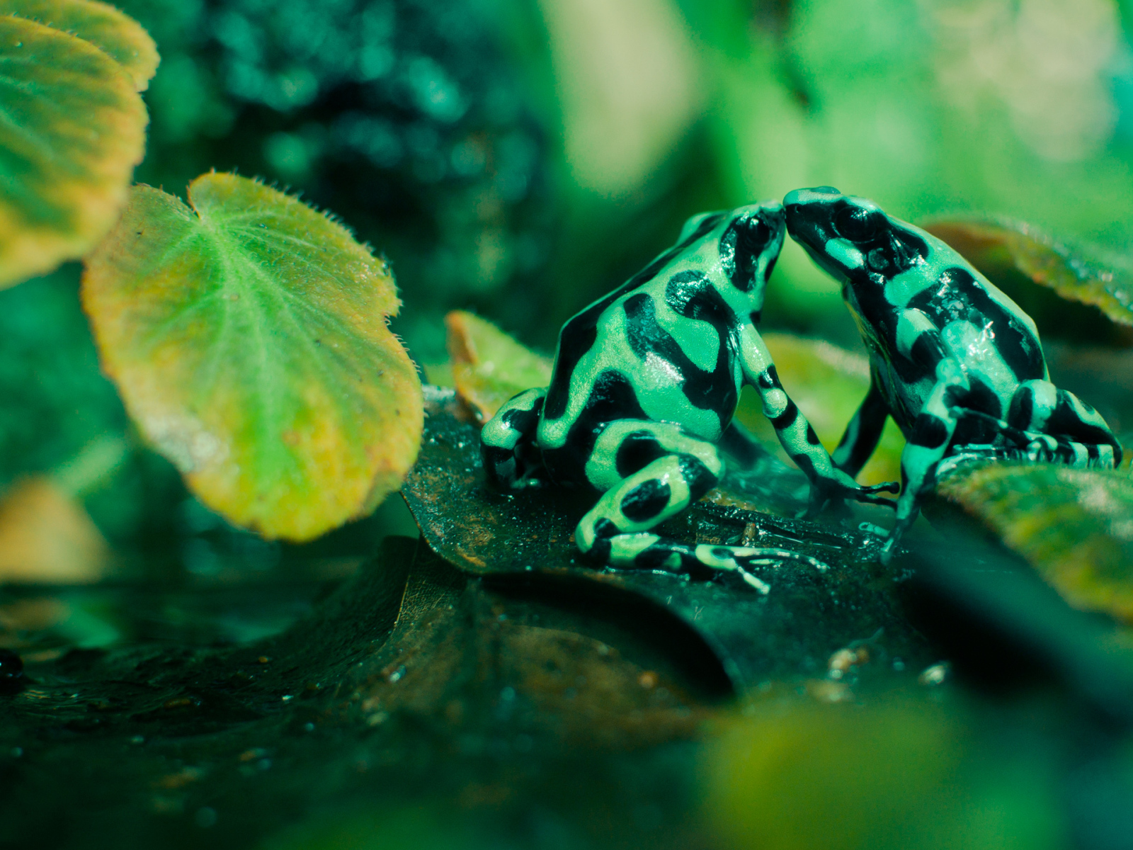 Две пятнистые лягушки