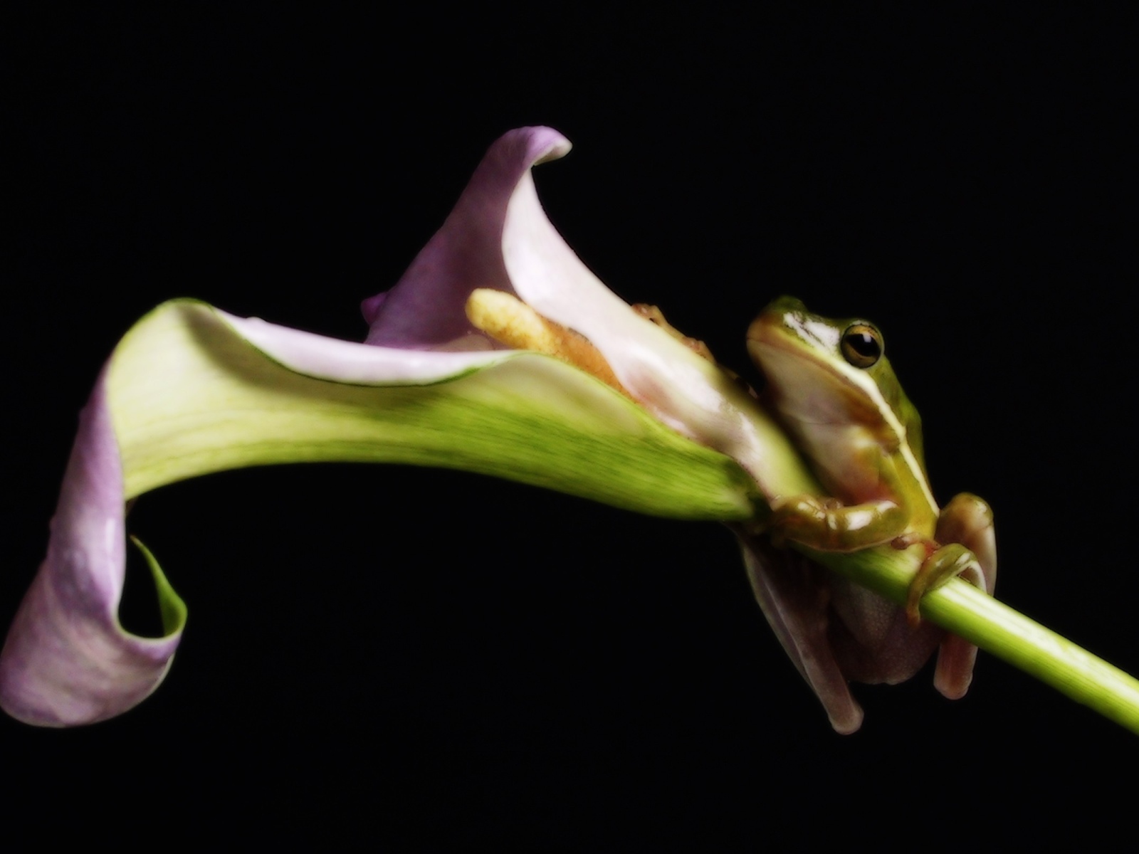 Лягушка на цветке