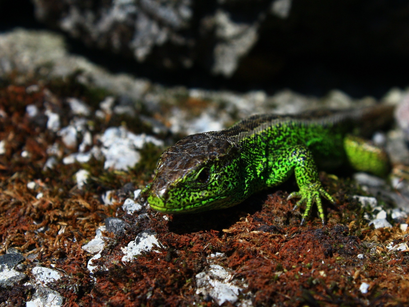 Зеленая ящерица