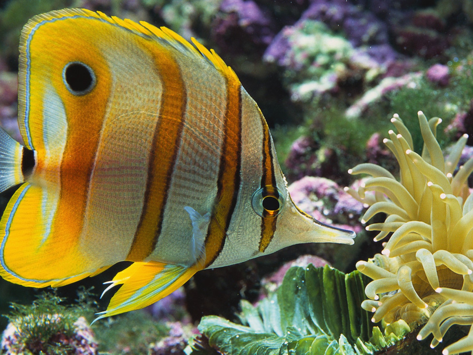 Аквариумная цветная рыба