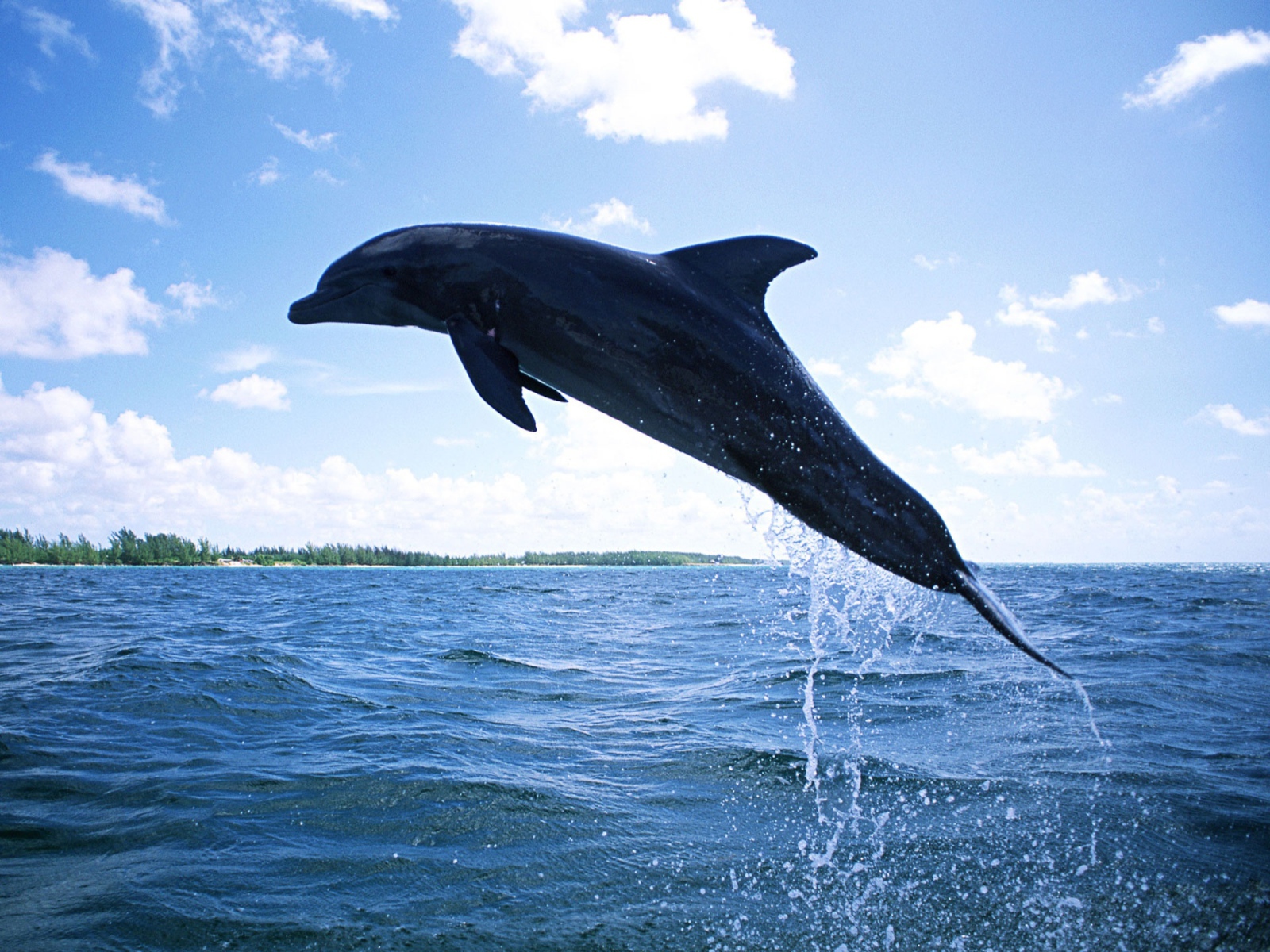 Плавающий дельфин