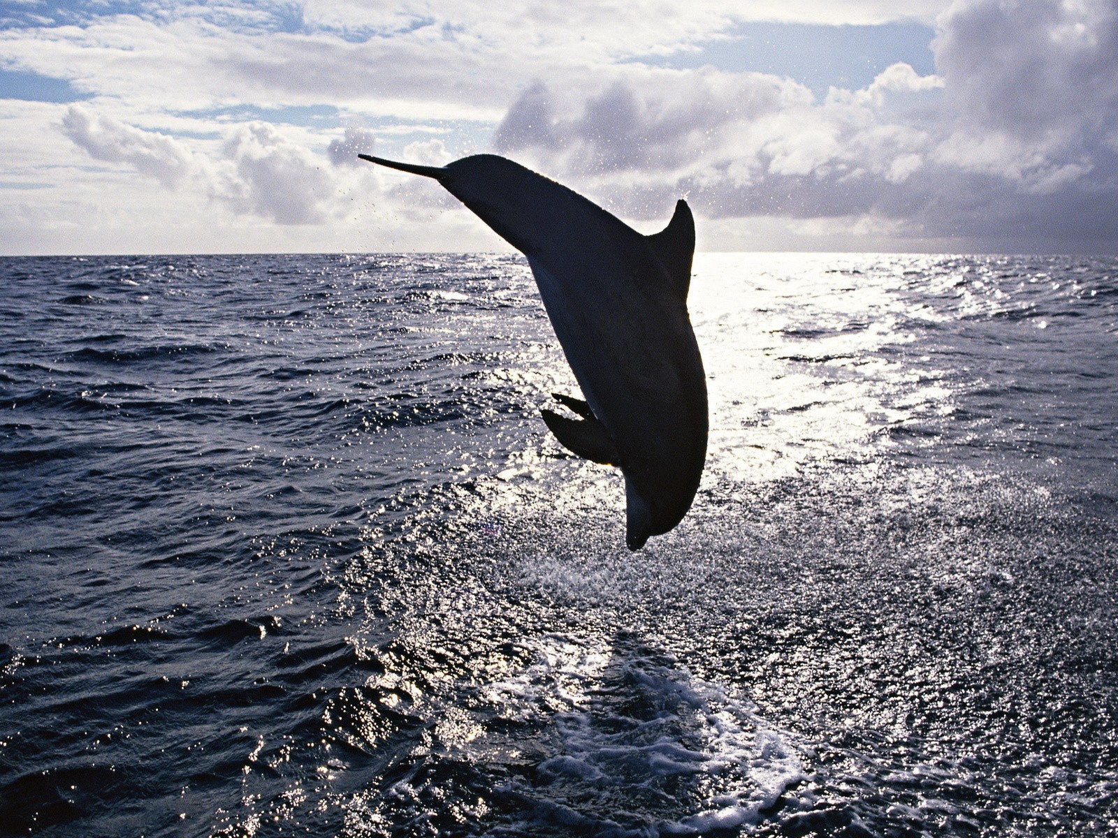 Прыжок дельфина