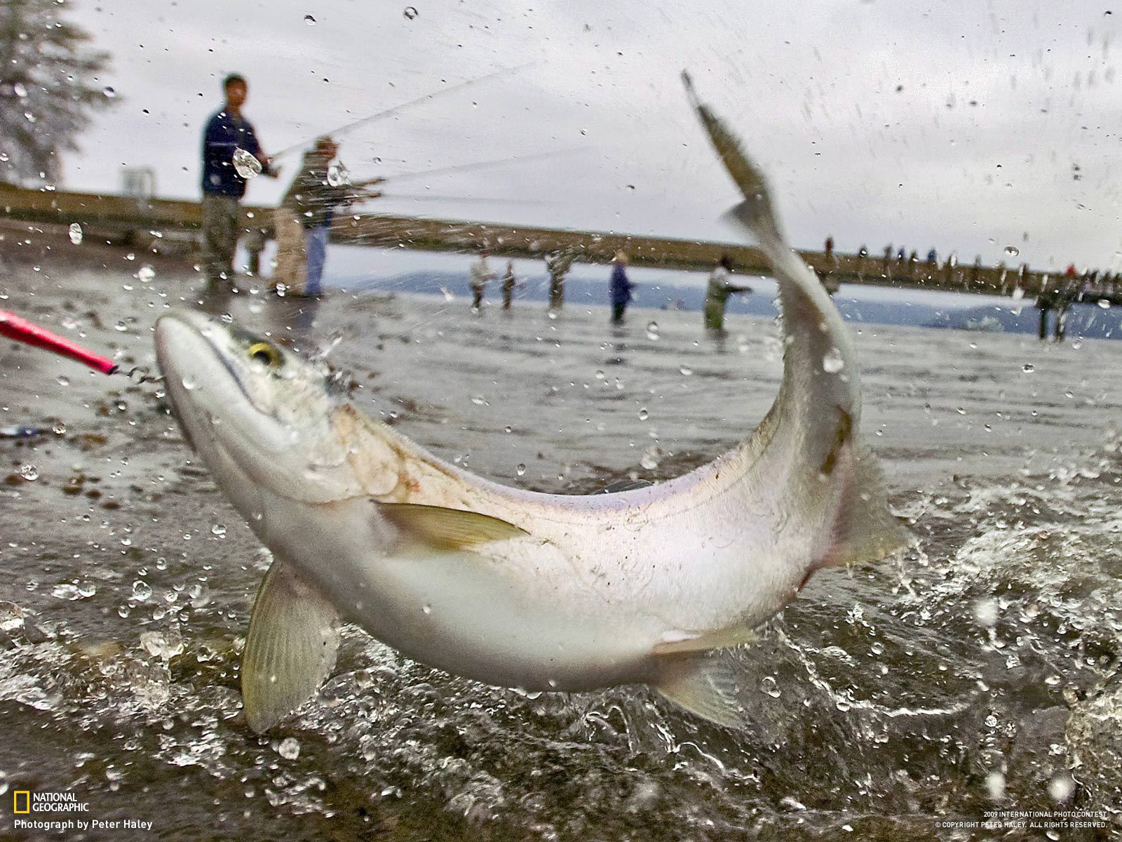 Массовая рыбалка