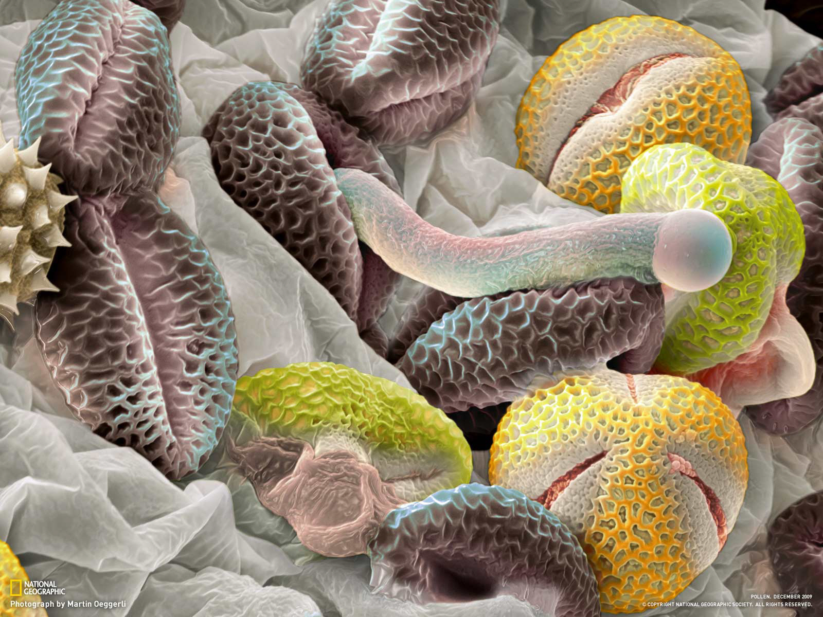 Красочная подводная жизнь