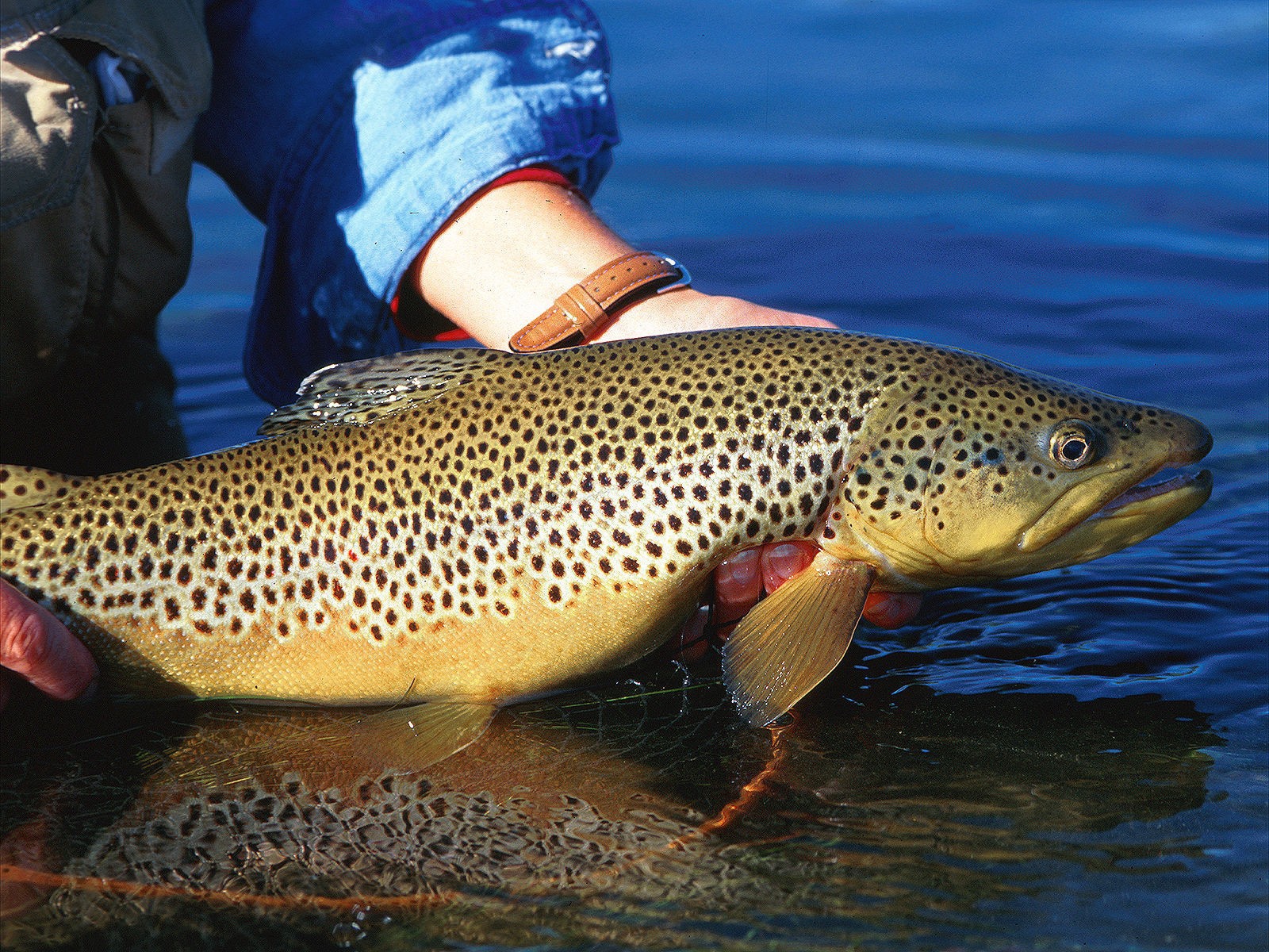 Большая пятнистая рыба