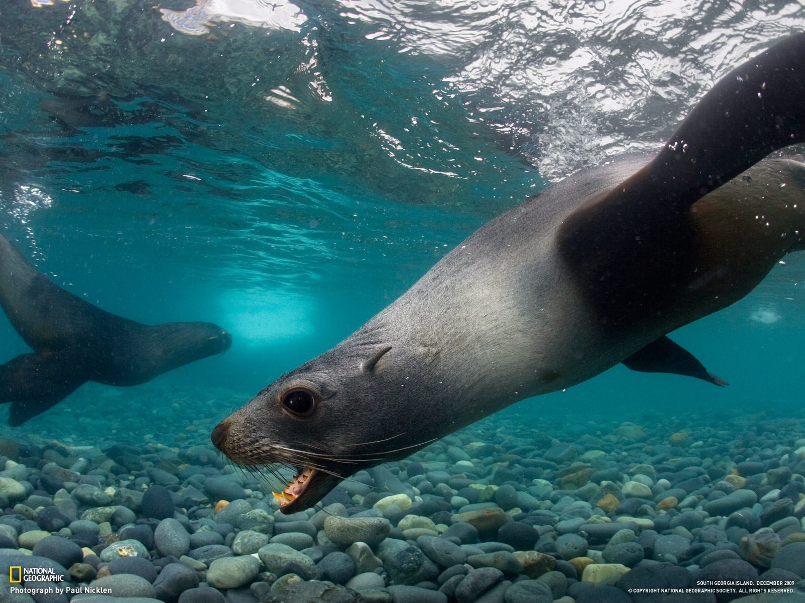 Тюлени под водой