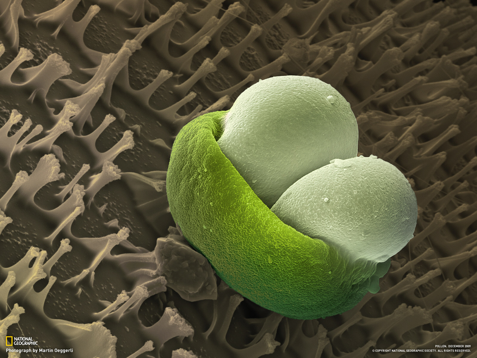 Подводная жизнь