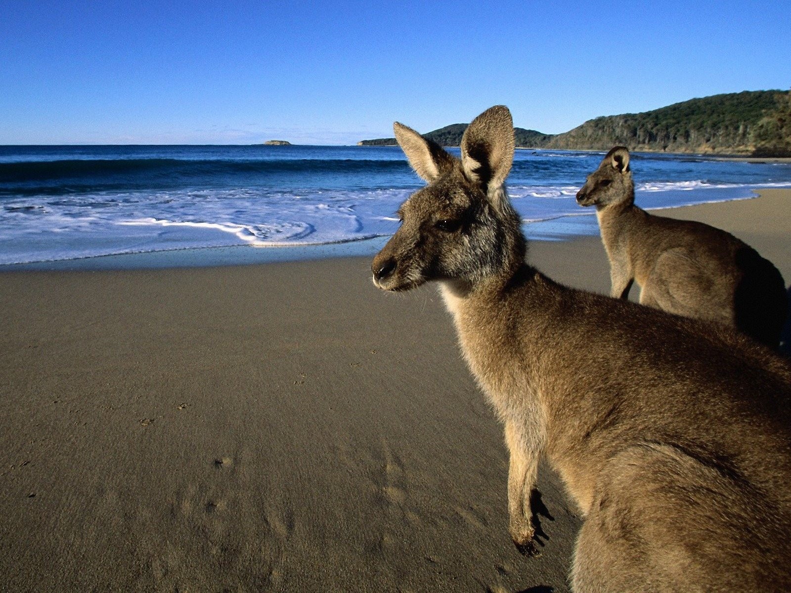 Кенгуру пришли на пляж