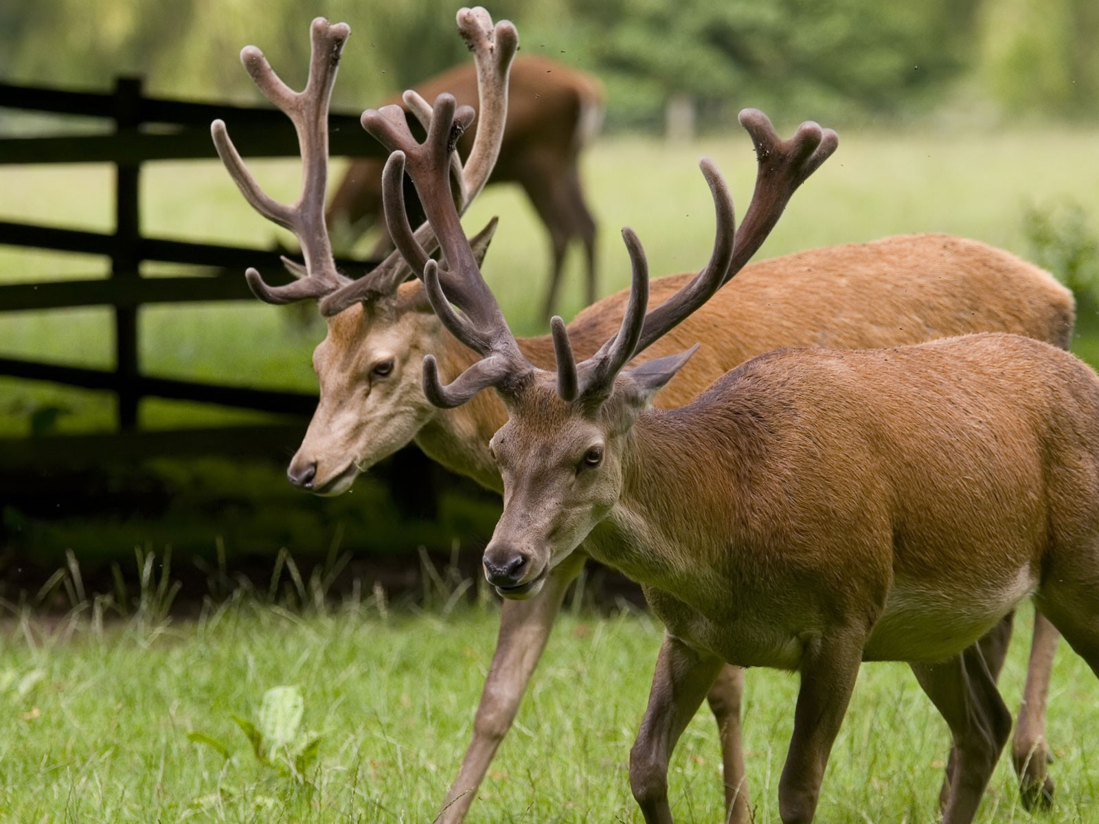 Пара оленей на природе