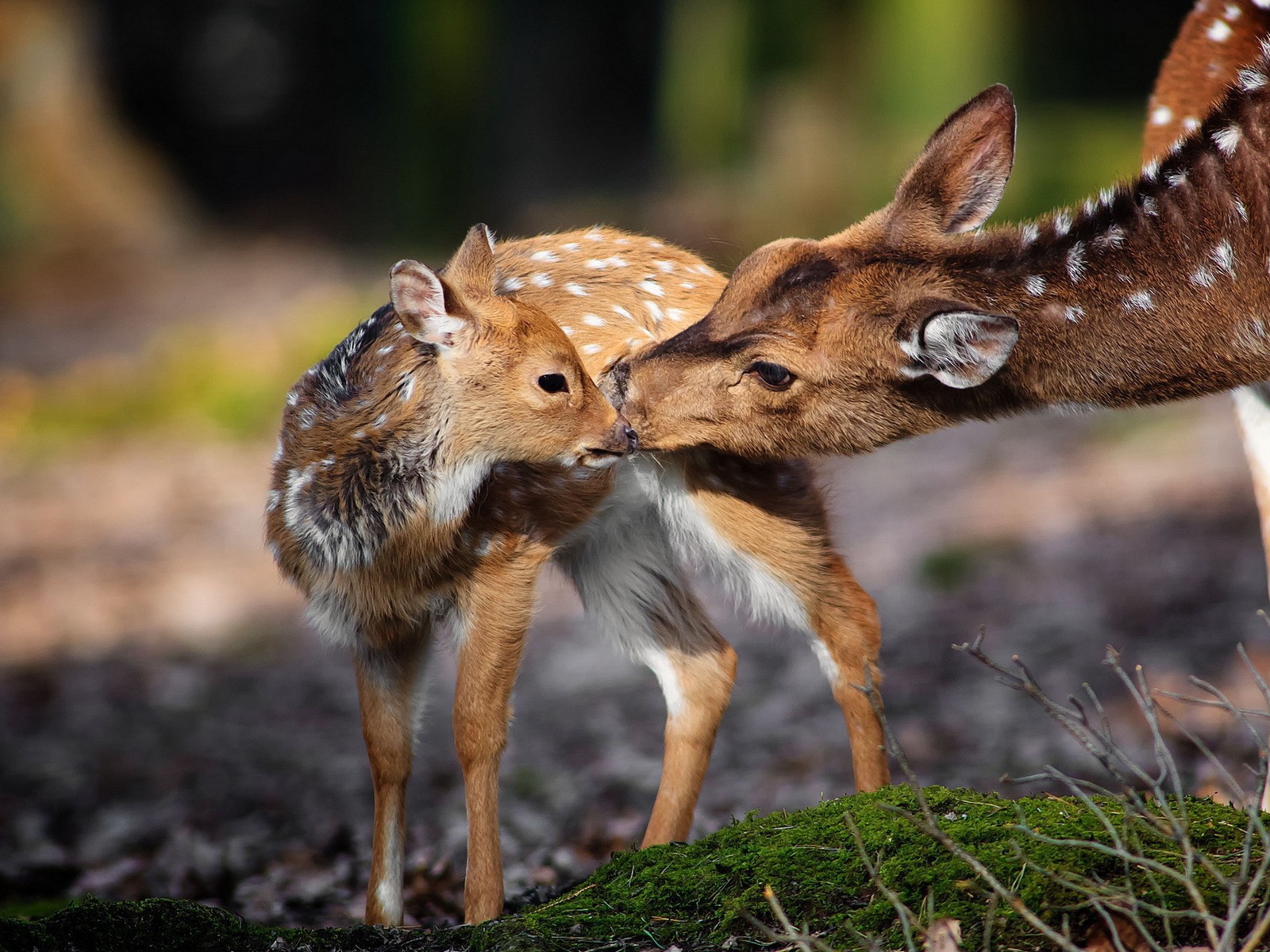 Олениха и ее ребенок