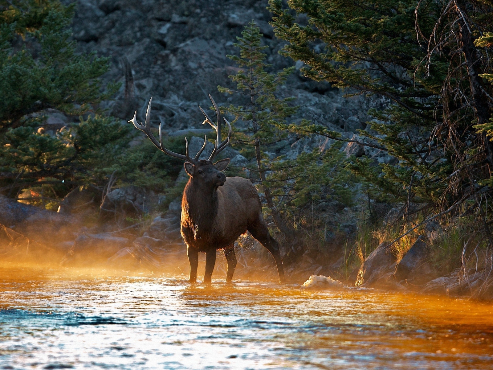Олень на утренней заре