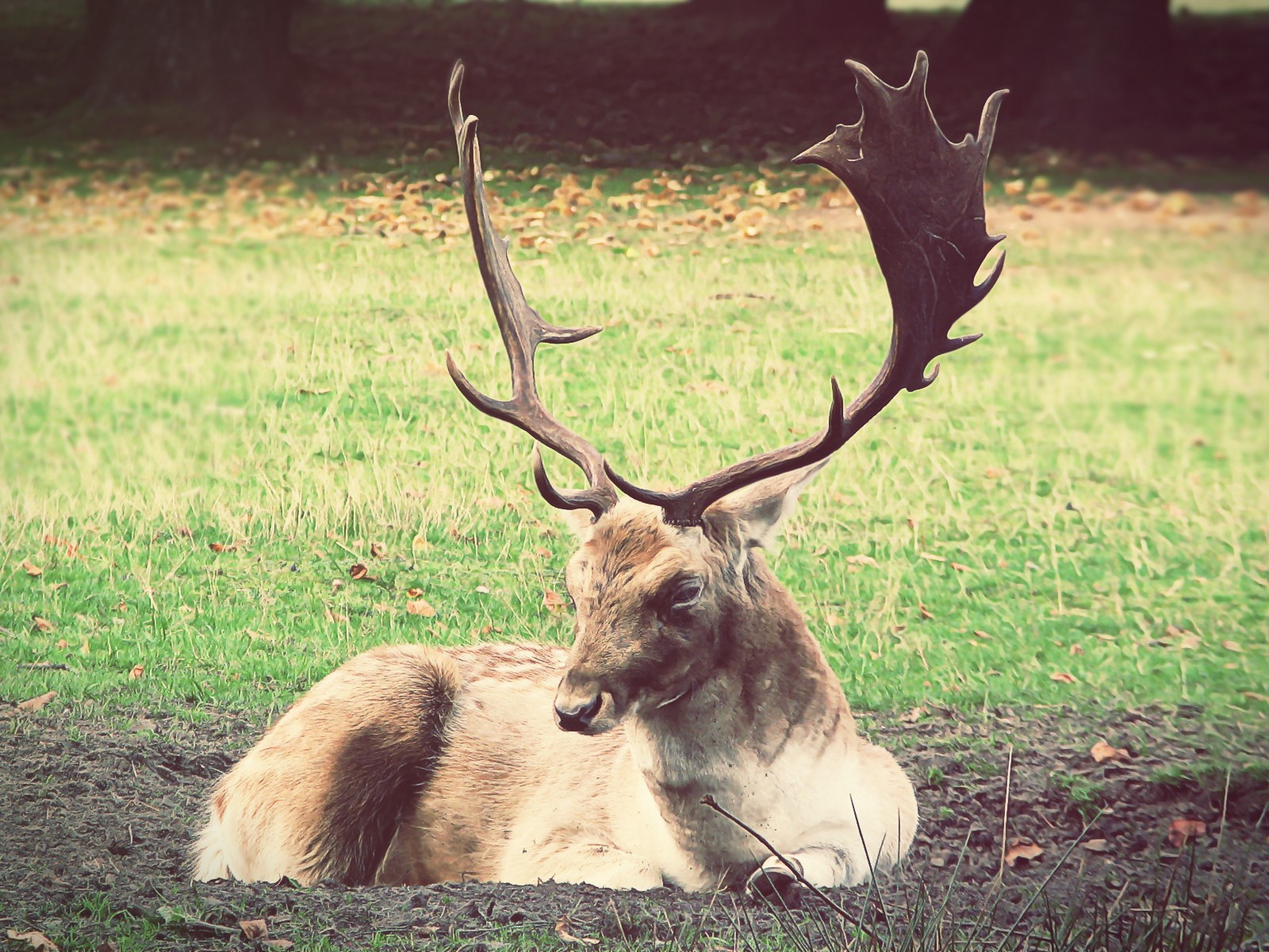 Олень лежит на земле