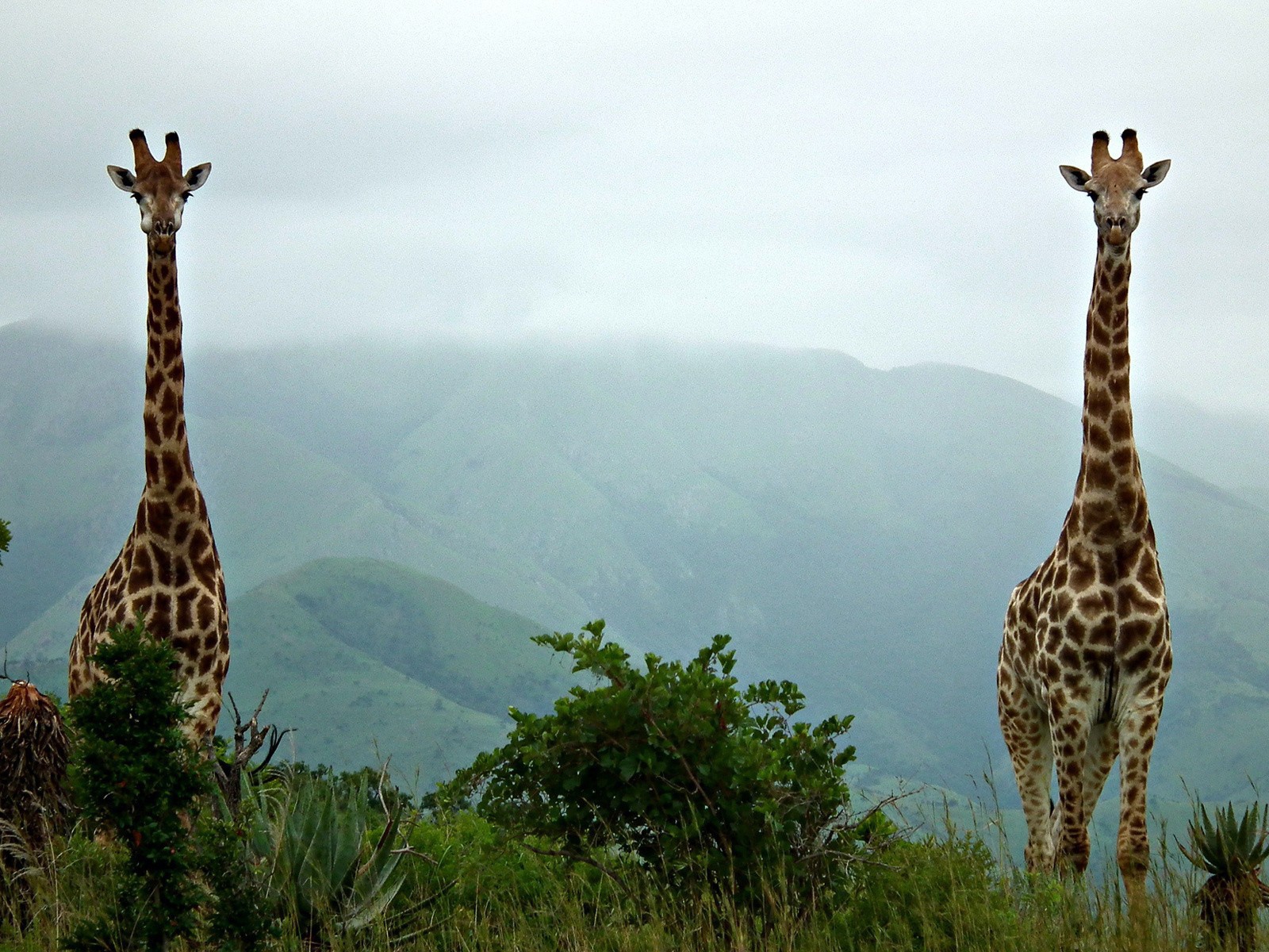 Two giraffe