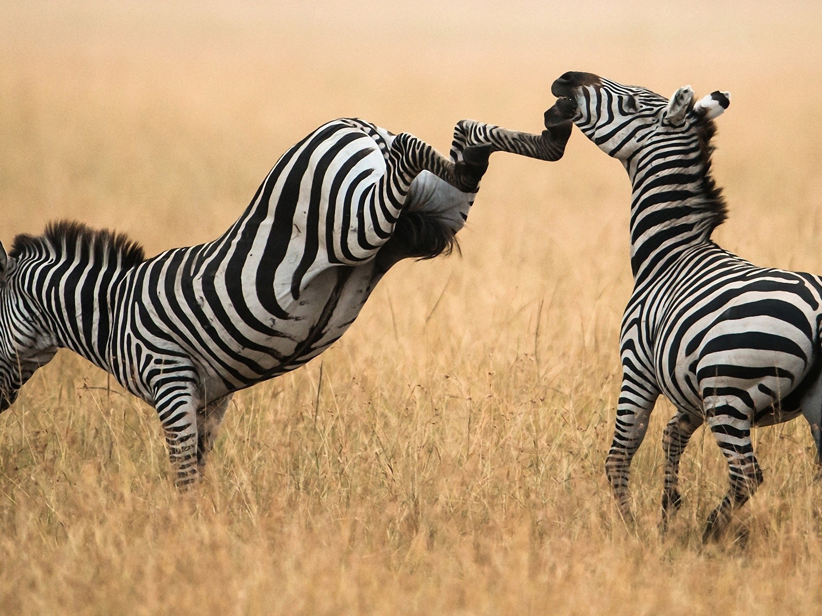 Зебра лягается