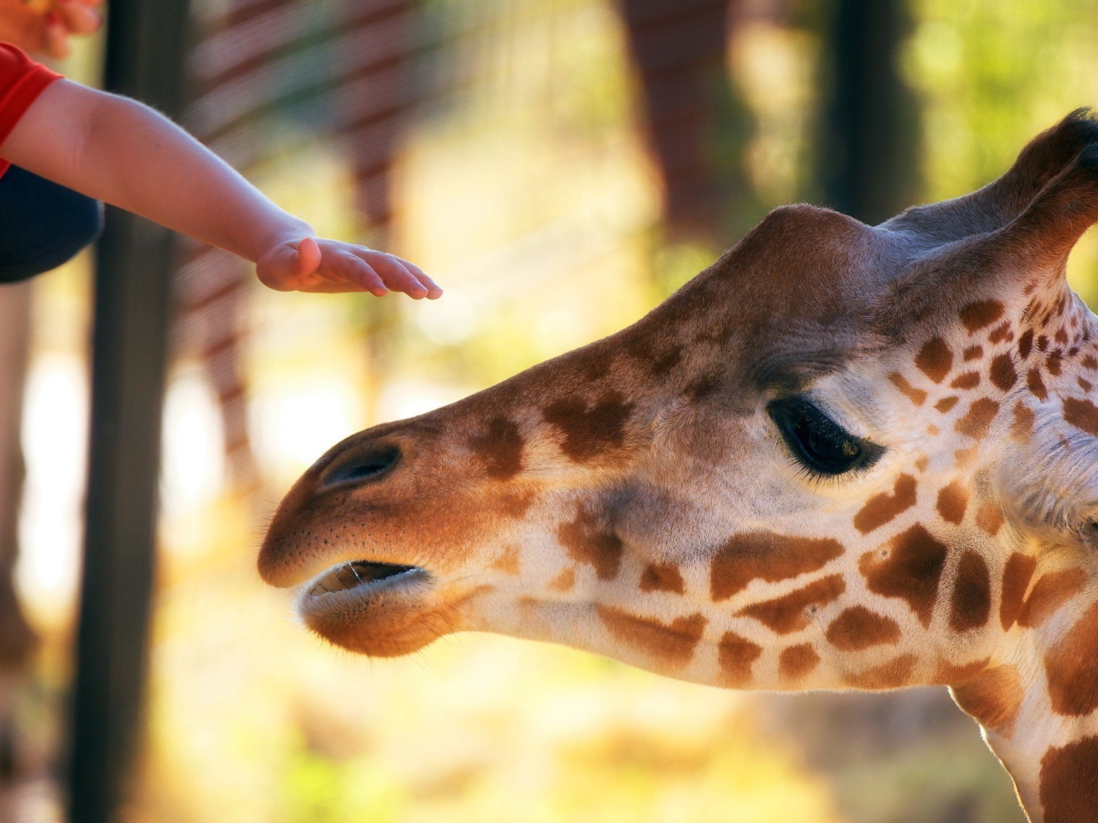 Голова жирафа и рука ребенка