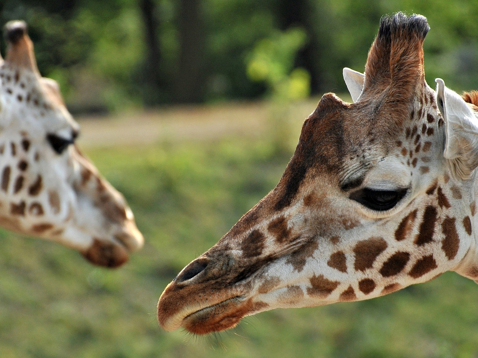 Портрет Жирафа