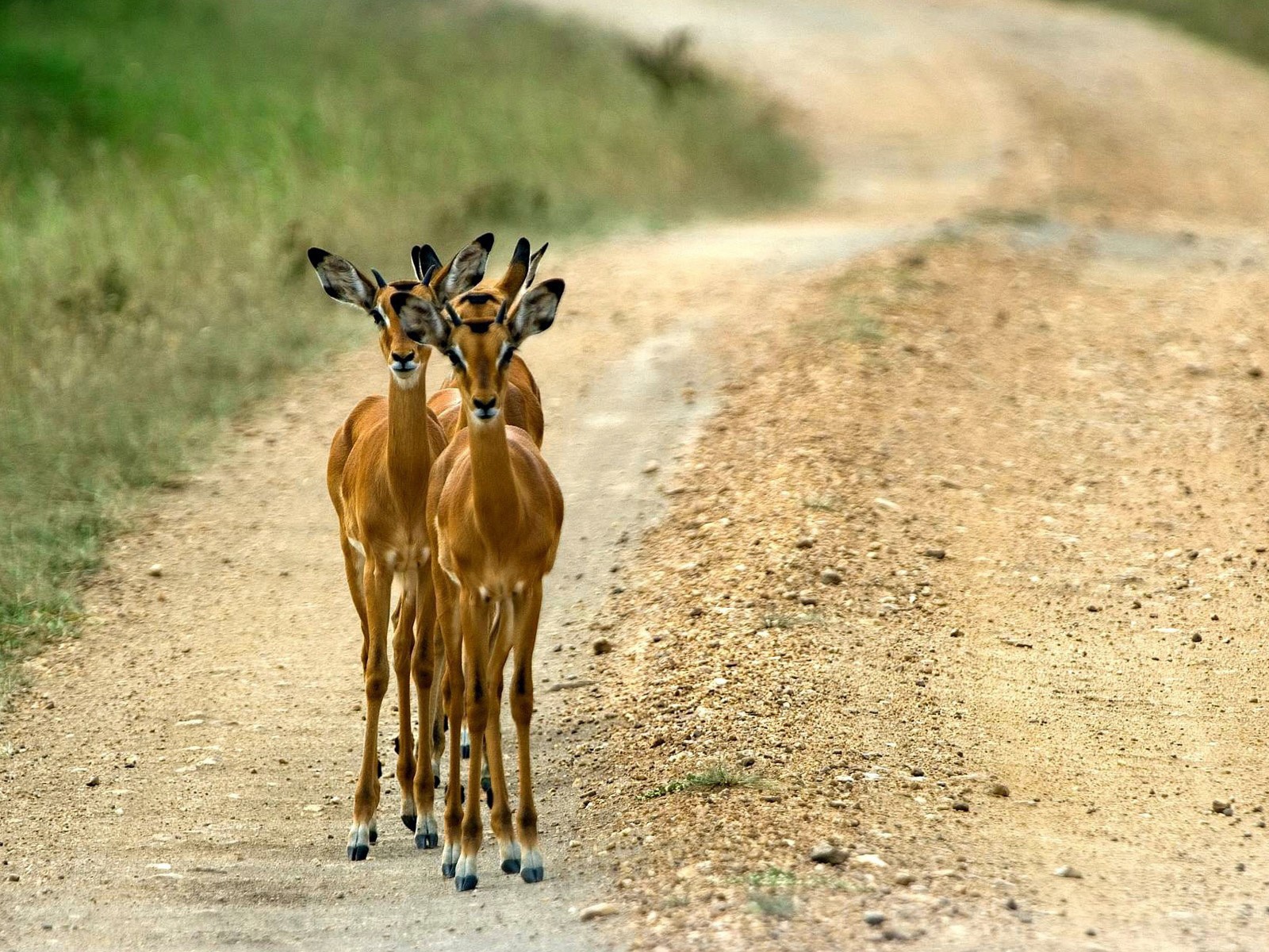 Косули на дороге