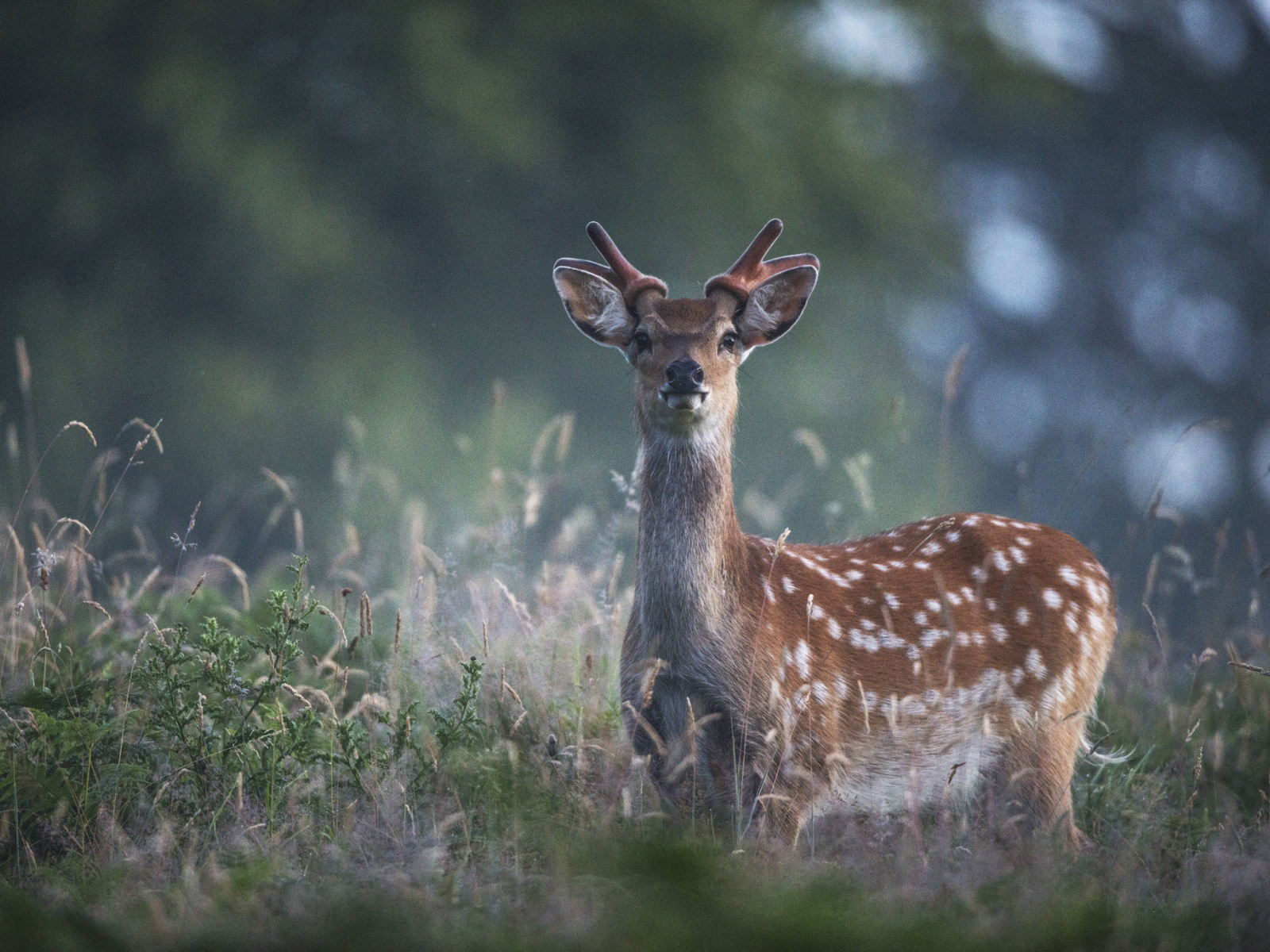 Пятнистый олень в траве
