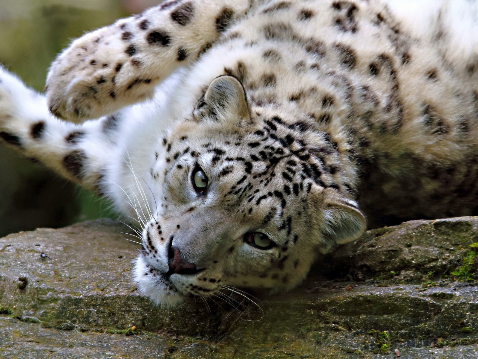 Снежный барс лежит на камне