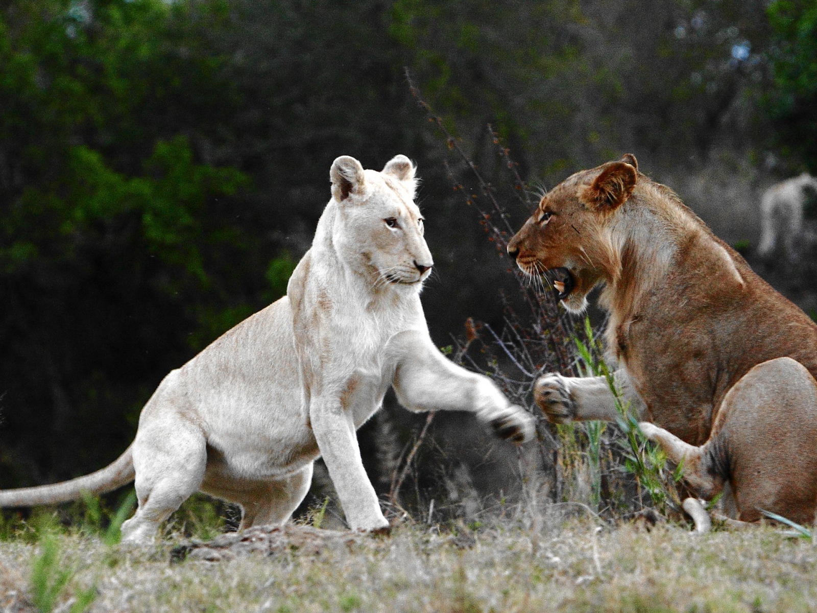Лев альбинос