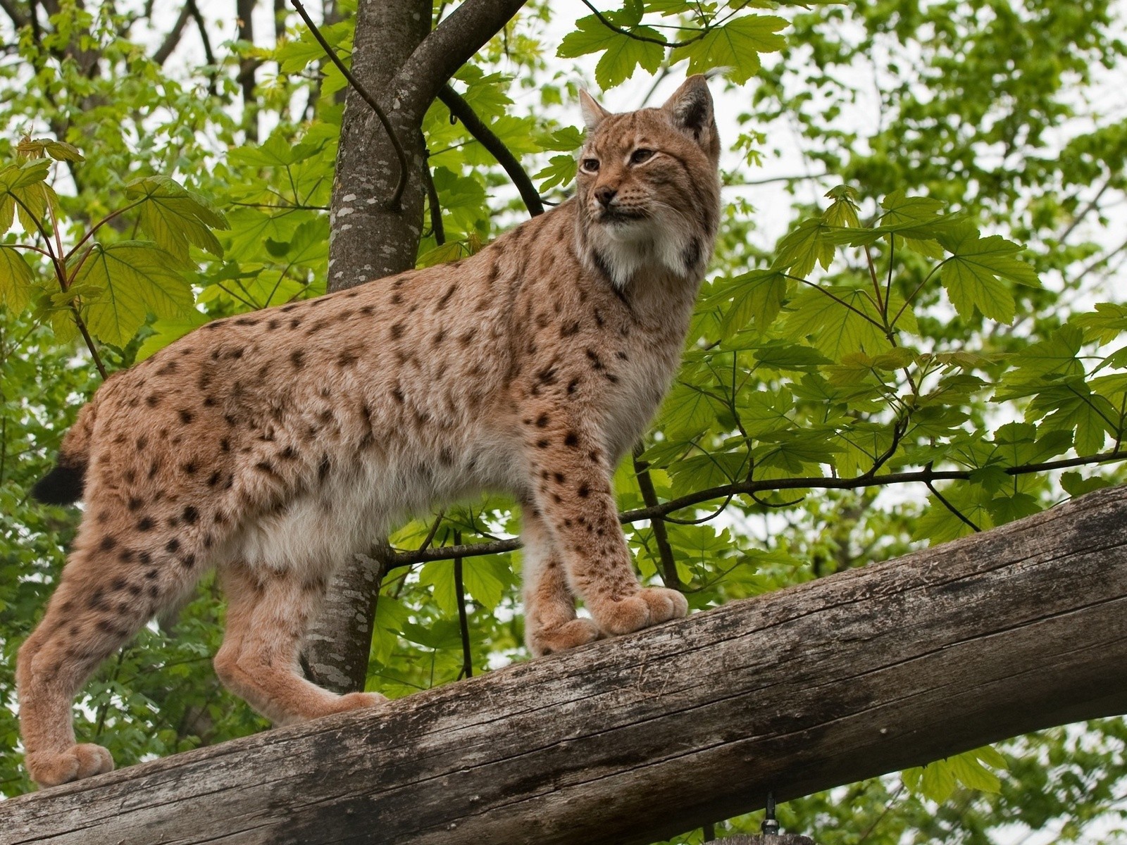 Рысь на дереве