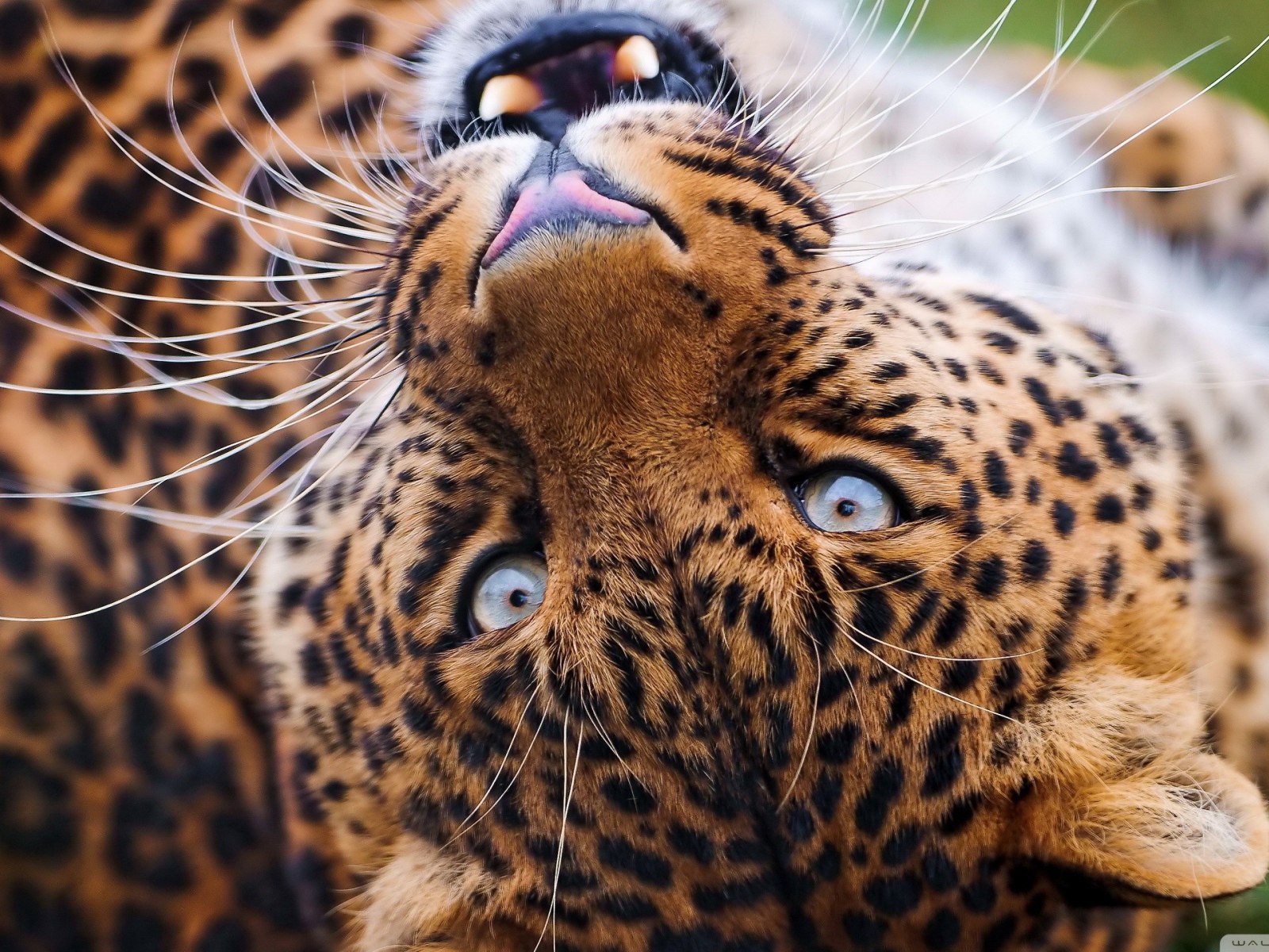 Морда лежачего леопарда