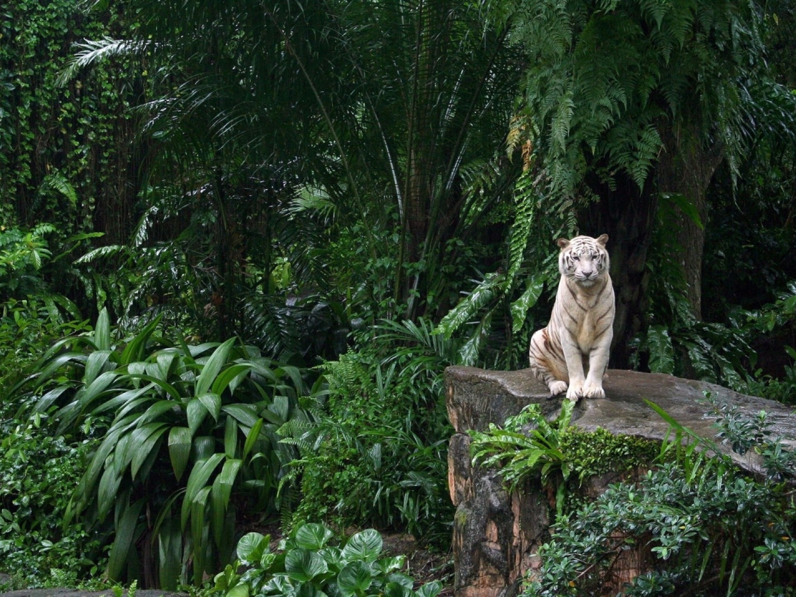 Тигр сидит на камне среди джунглей