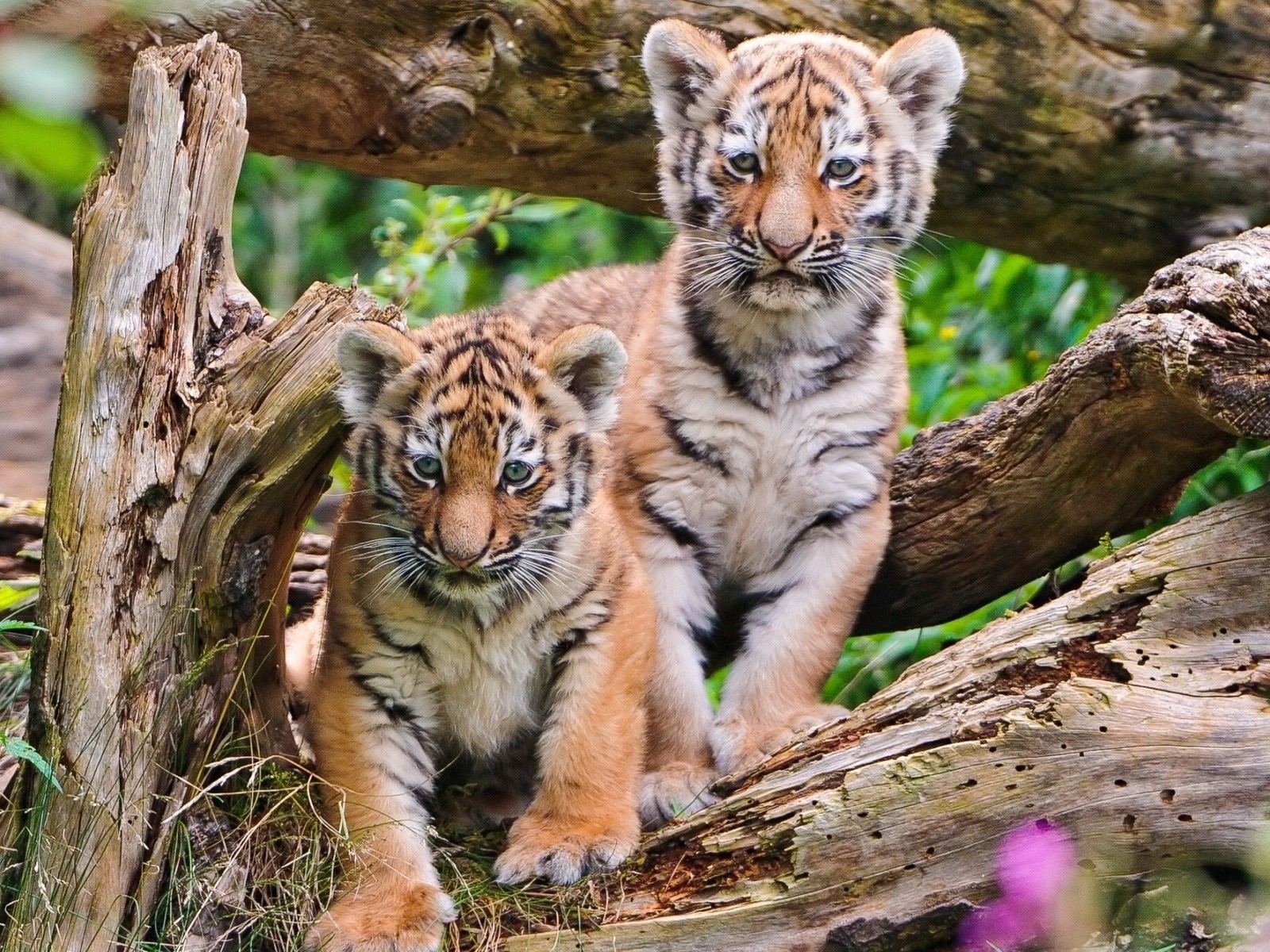 Два тигренка