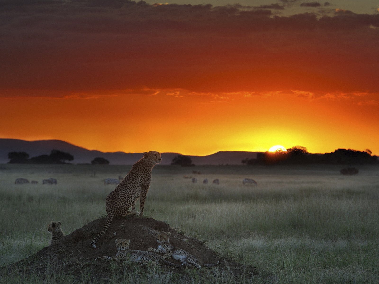 Гепард высматривает добычу