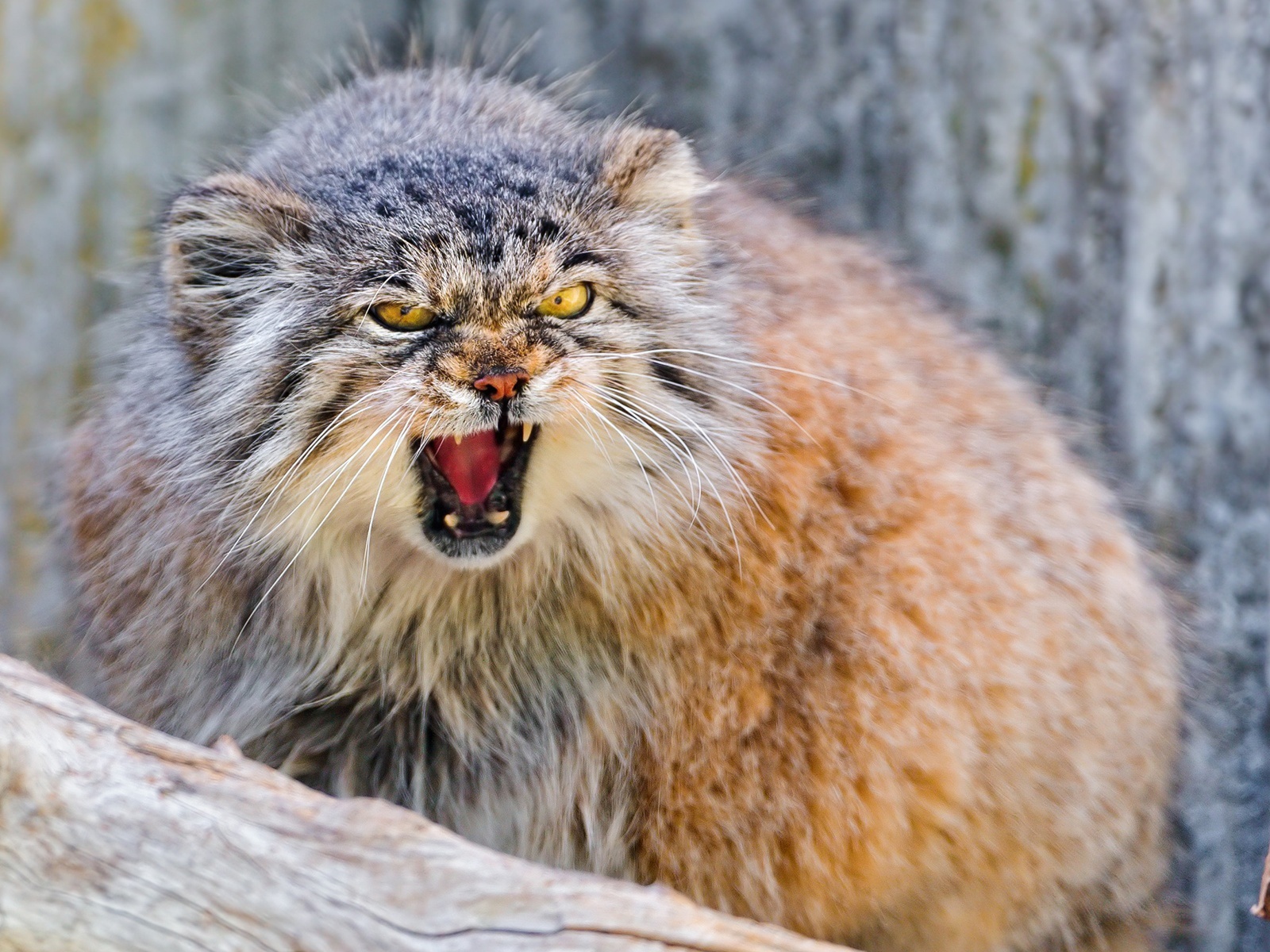Манул в угрожающей позе
