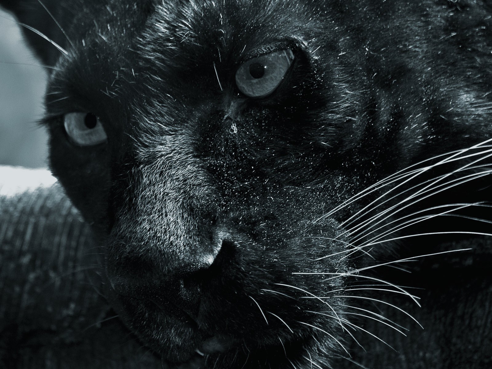 Морда черной пантеры