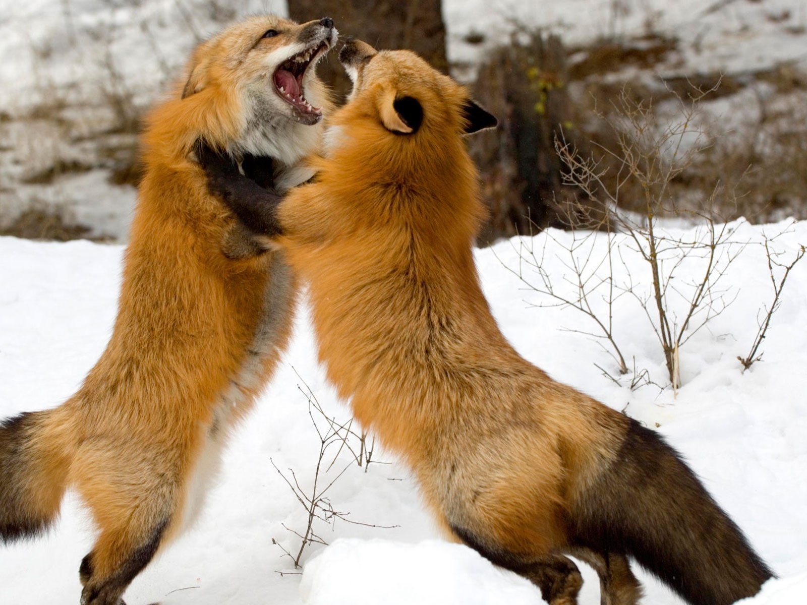 Красные лисы из Монтаны 